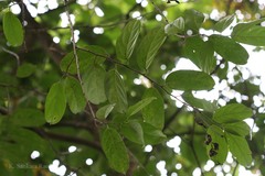 Gynocardia odorata